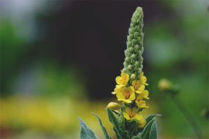  คุณสมบัติการรักษาและข้อห้ามของ mullein