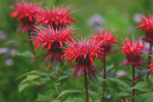  คุณสมบัติทางยาและข้อห้ามของ Monarda