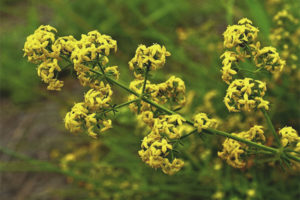  คุณสมบัติทางยาและข้อห้ามของ bedstraw
