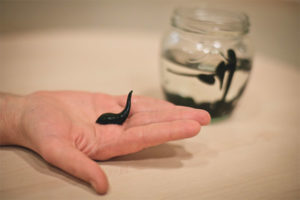  การรักษา Leech