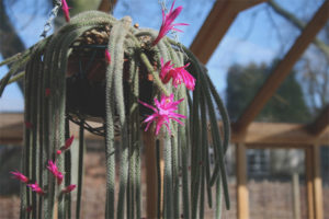  การเพาะปลูกและการดูแลของ aporocactus