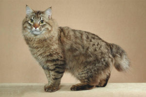  Bobtail อเมริกัน