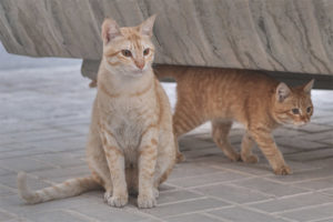  อาหรับเมา