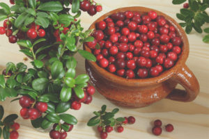  การเลี้ยงลูกด้วยนม Lingonberry