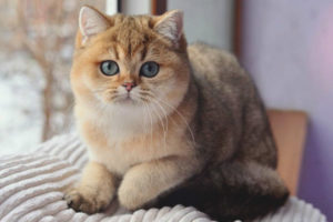  แมว Chinchilla