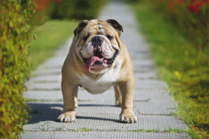  ภาษาอังกฤษ Bulldog