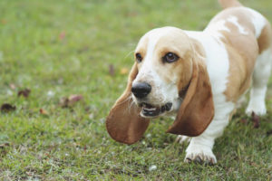  หมาล่าสัตว์ Basset
