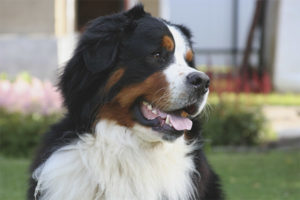  หมาภูเขา Bernese