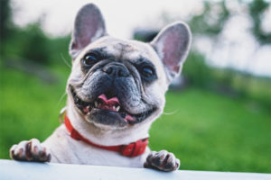  Bulldog ฝรั่งเศส