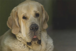  Mastiff สเปน