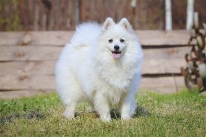  Spitz ญี่ปุ่น