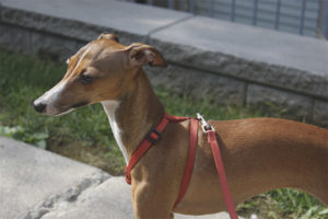 Greyhound อิตาเลียน