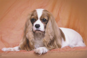  สุนัข cavalier กษัตริย์ charles spaniel