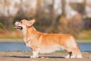  เวลส์ Corgi Pembroke