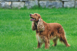  Cocker Spaniel ภาษาอังกฤษ