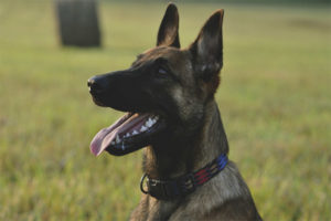  Belgian Shepherd