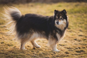  Lapphund ของฟินแลนด์