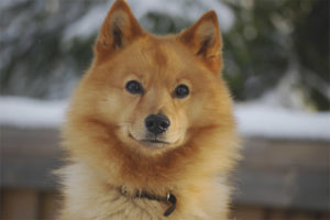  Spitz ฟินแลนด์
