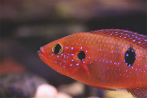  Chromis หล่อ