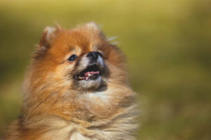  Spitz Pomeranian