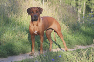  Ridgeback โรดไอแลนด์