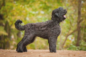  Black Terrier รัสเซีย