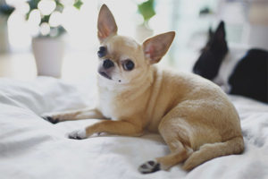  สุนัข Chihuahua