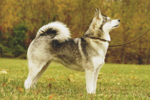  Alaskan Kli-Kai