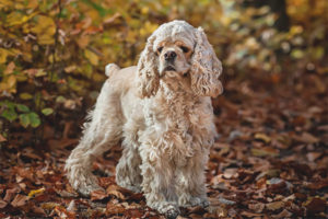  Cocker Spaniel อเมริกัน