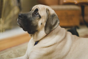  ภาษาอังกฤษ Mastiff