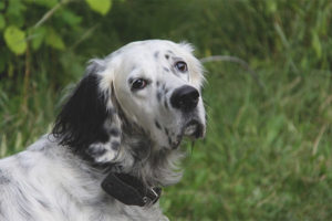  Setter ภาษาอังกฤษ