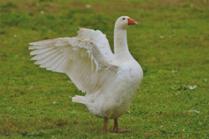  White goose