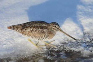 Great snipe