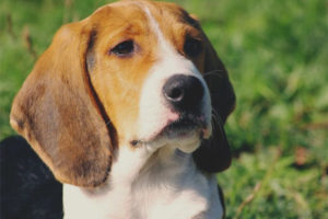  Hound ฟินแลนด์