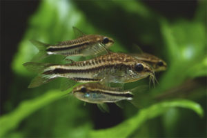  Corridor Pygmy