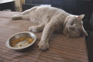  แมวไม่กินหลังคลอด