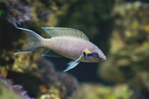  Princess burundi