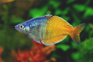  สีน้ำเงิน Boesman