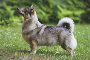  Swedish Walhund