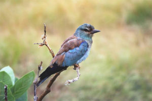  Roller