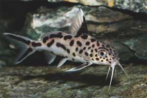  ปลาดุก Catfish