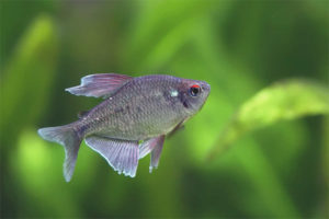  เพชร tetra
