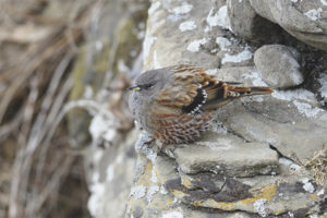  อัลไพน์ Accentor