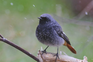  Redstart ดำ