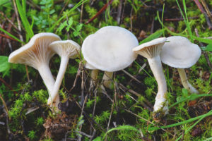  Clitocybe สีขาว