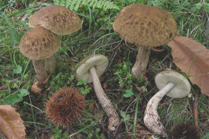  griseum leccinum