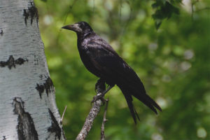  Rook