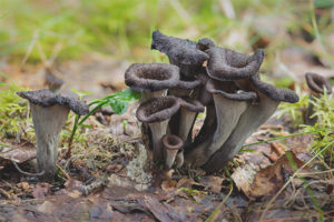  Chanterelle สีดำ