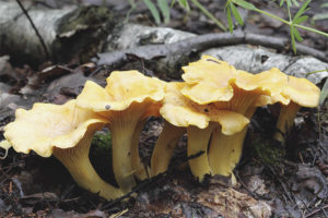  chanterelles