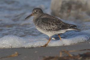  ทะเล sandpiper